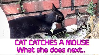 Kucing VS Tikus. Cat VS Mouse | Cat goes for a mouse hunt and catches it. But will she eat it? by Oh Hooman 233 views 3 years ago 4 minutes, 37 seconds