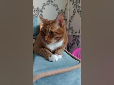кот#персик - YouTube