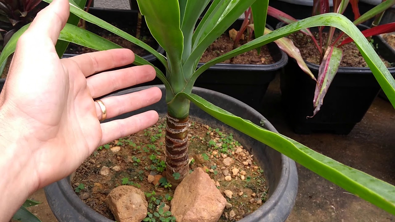 Como Podar Yucca - Rega e Poda.