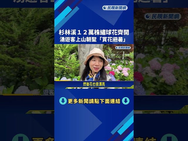 杉林溪12萬株繡球花齊開 湧遊客上山"賞花避暑"－民視新聞