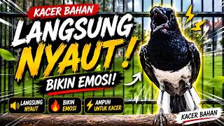 Suara Pancingan Kacer Paling Ampuh Bikin Kacer Naik Emosi Seketika