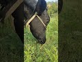 #viral #desiviilagelifetstyle #farming #vlog  #cow #kishan  cow 🐄. in the garden