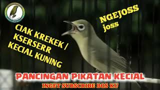 ciak krekek / kserser Joss kecial kuning 