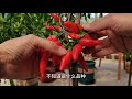 老品种种子慢慢消失不见，是因为产量不高造成的吗？是被自然淘汰的？可我觉得家庭种植完全可以自留种，没必要去花钱买新品种来种。#阳台种植 #三农 #在家种菜 #老品种辣椒 #阳台种菜