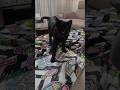 Yuki, próba presji na Gacka z góry pudła. #cat #cute #blackcat #greycats #funny #box