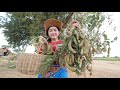 Pick tamarind for tamarind pickle  tamarind pickle homemade  sros yummy cooking vlogs