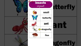 أسماء الحشرات في اللغة الإنجليزية