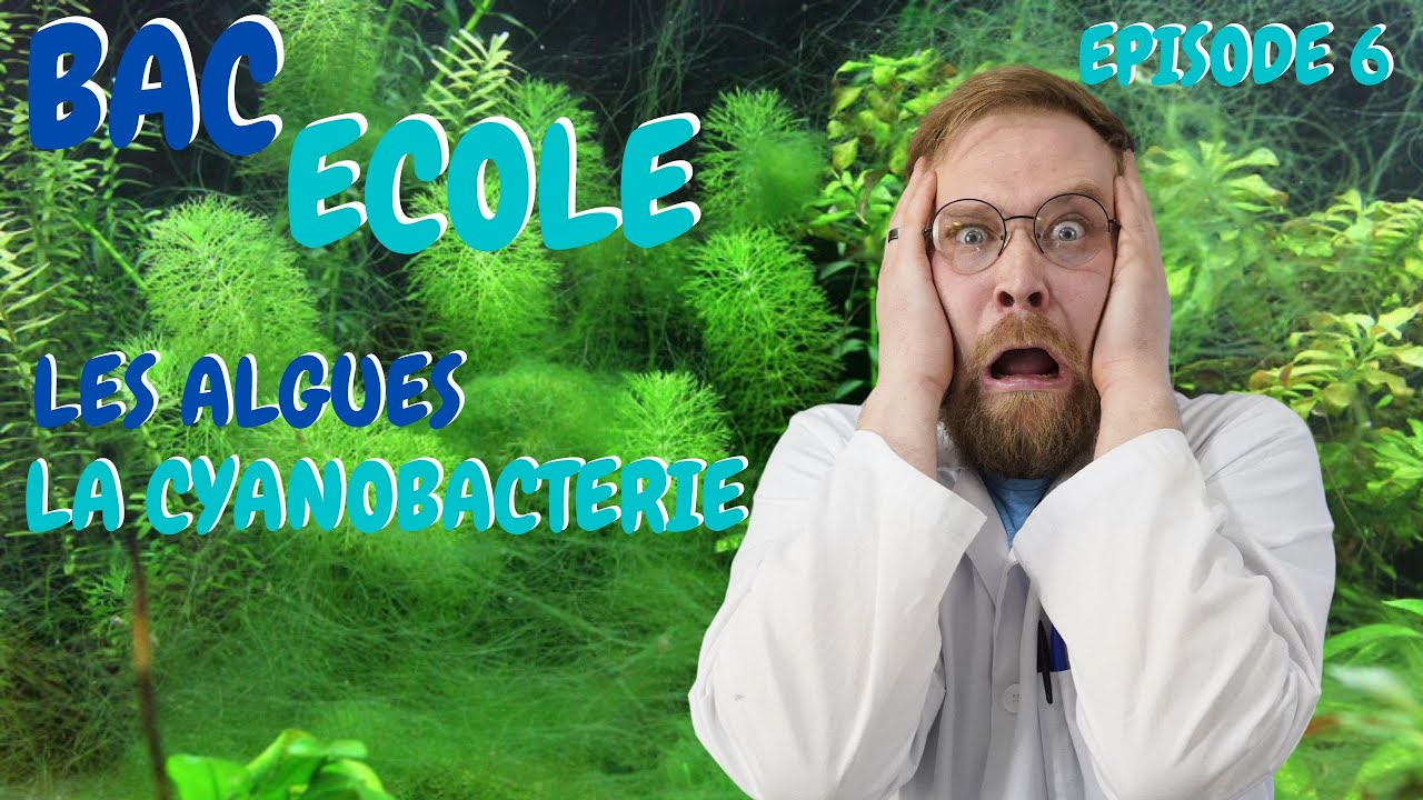 EPISODE 6 ! Les ALGUES et la CYANOBACTERIE ! Comment les combattre ! BAC ECOLE [ ANI' MOOD ]