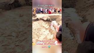 Ikan Hiu Terseret Ombak