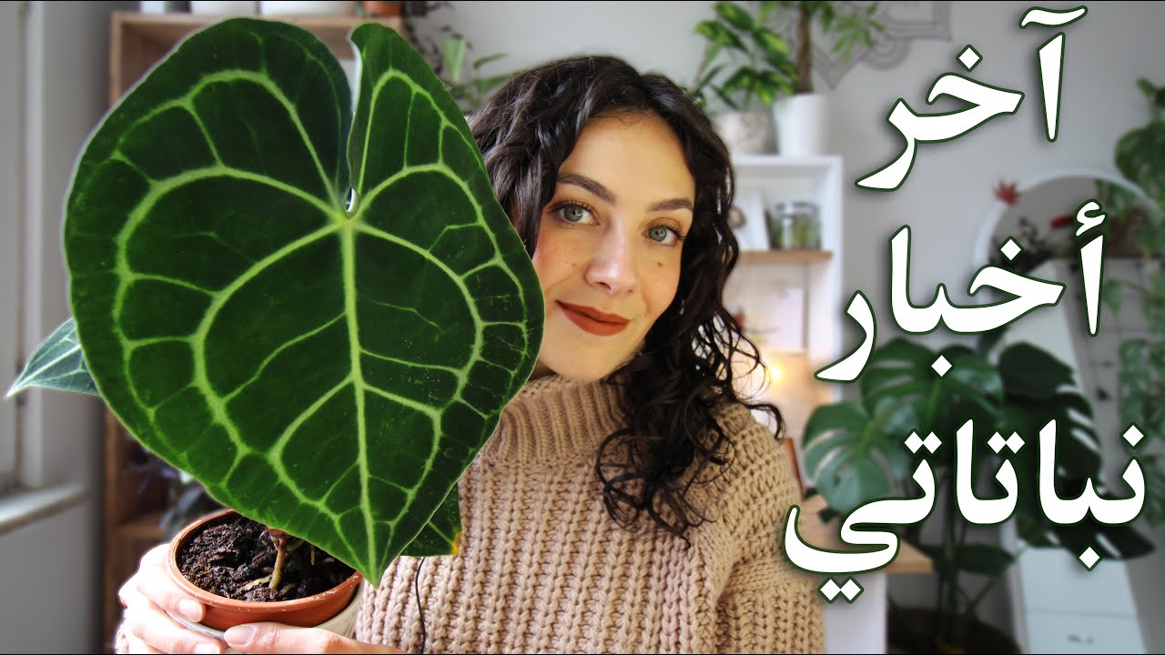 إشتريت نبتة أحلامي - تعافي نباتاتي من البق الدقيقي - عملت زاوية جديدة للنباتات