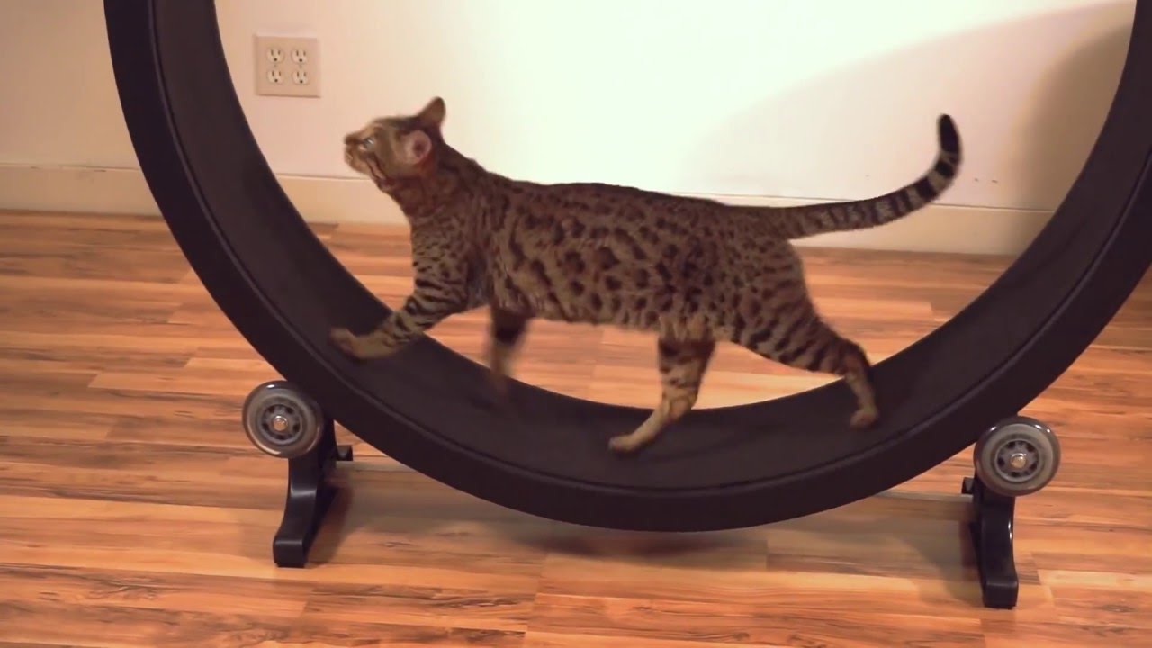 Cat Exercise Wheel Kickstarter Video - YouTube