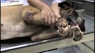 Cães pernas lesões nas de