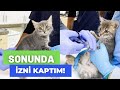 YAVRU KEDİ SAHİPLENDİM! 😍 ZEYNO'NUN VETERİNERLE İMTİHANI! (MAMALAR, AŞILAR,TUVALET)