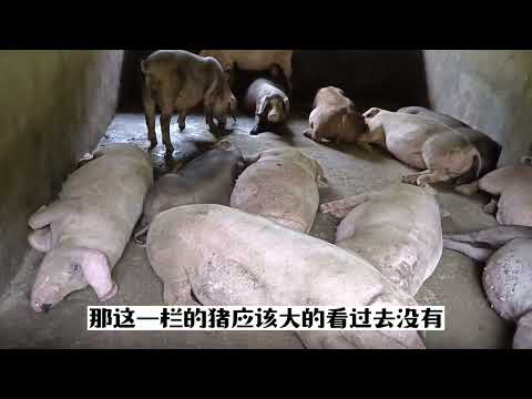 现场实拍：养猪全部喂生物发酵料，猪长得怎么样？效果如何？