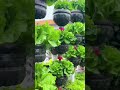 Planting vegetables and flowers using recycled plastic bottles #shorts