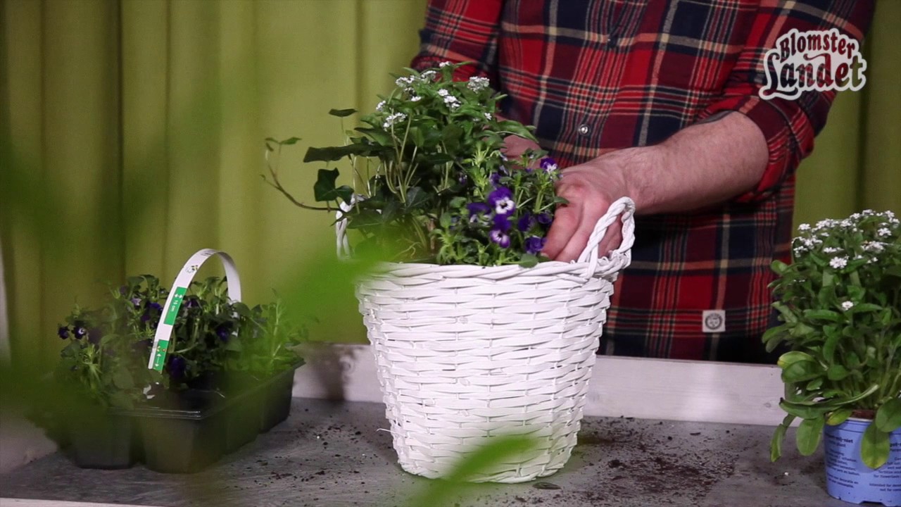 Plantera i kruka med vårblommor