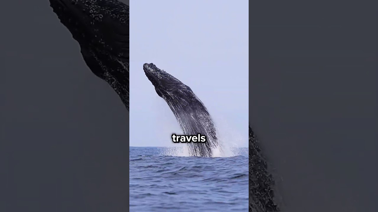 Why Whales Jump Out of the Water