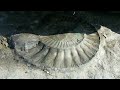 Нашли Аммонитов на пляже в Якорной щели / Found Ammonites on the beach in Anchor Gap