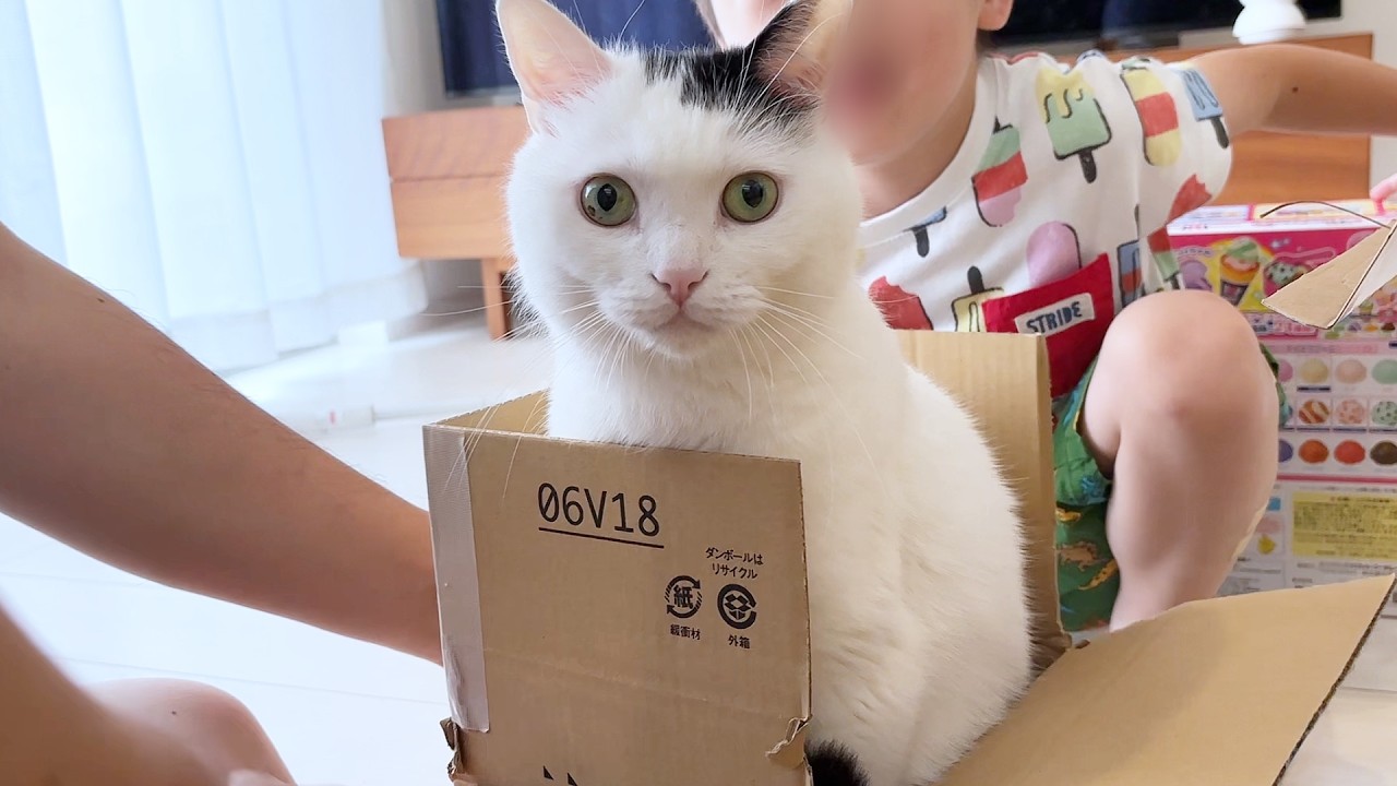 What Happened When I Gave My Cat a Small Box - YouTube