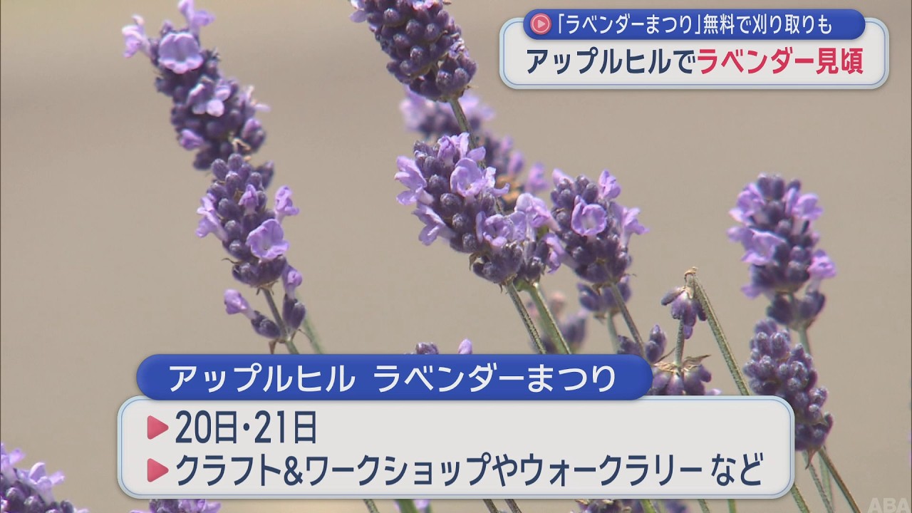 Soothing Scents: Lavender in Full Bloom Ahead of Festival