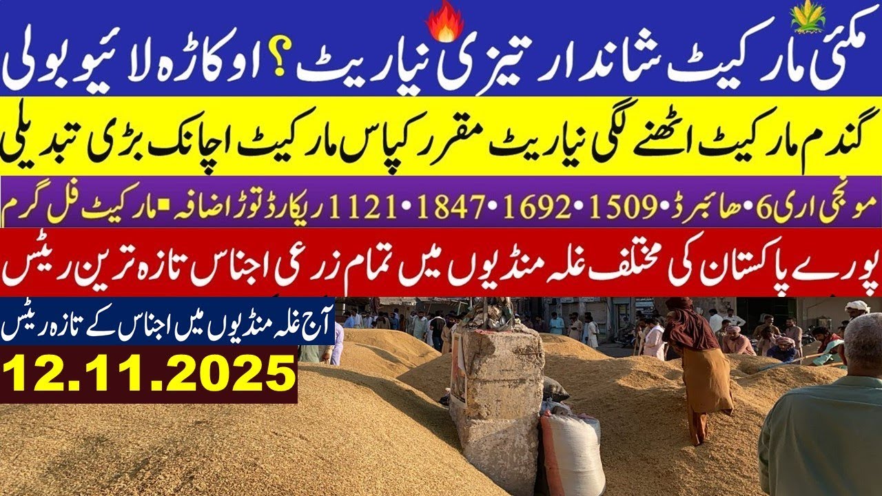 Wheat price today in punjab Pakistan /Makki price in punjab today ...