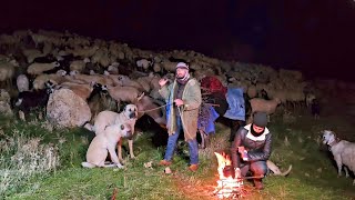 هجرة الراعي ليلا  بالقرى والمدن -كلاب الراعي والخنازير