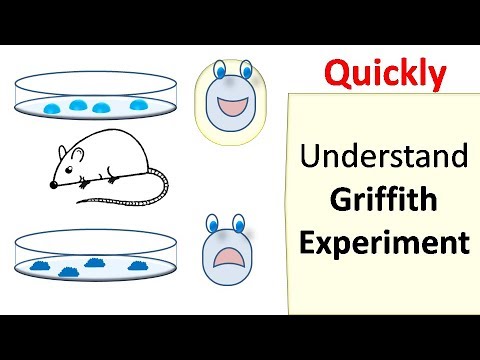Griffith&rsquo;s experiment
