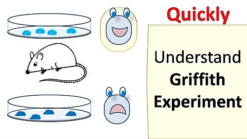 Griffith's experiment