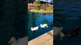 Summer vibes arrive in California #fun #travel #animals #goose #birds #shorts