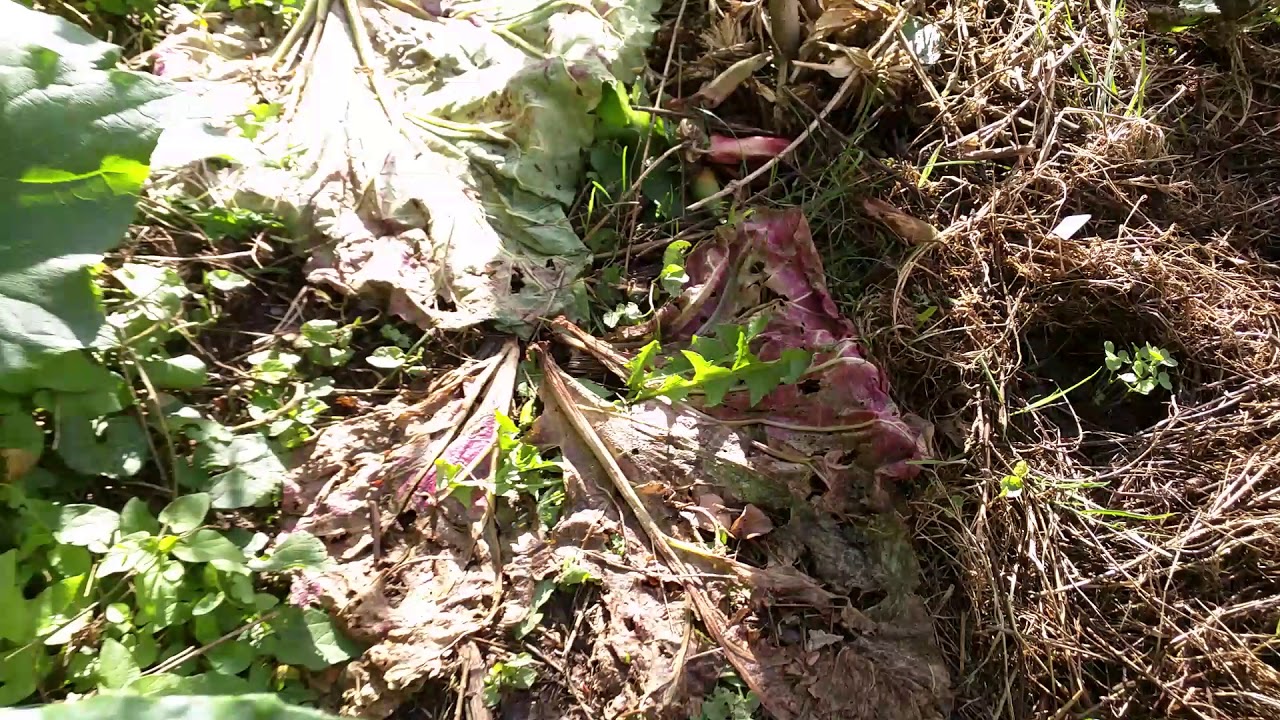 Yellow jackets (wasps) as the easiest insect pest control method for your garden.