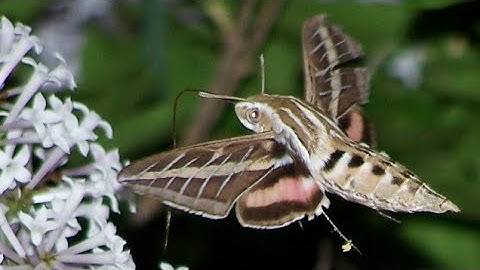 amazing slow motion Hyles lineata butterfly. in my garden
