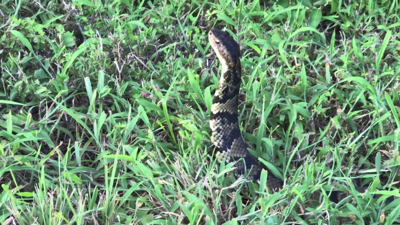 Chasing Cottonmouths with Dr Sean Bush YouTube