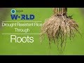 Drought Resistant Rice Through Root S Project By Mahidol 