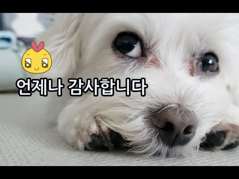 2019 한해도 고마웠어요