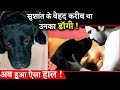 SSR’s Dog Is Looking For Him After His Demise This Emotional Video Will Break Your Heart!