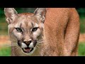 ¿Cómo ATACAN 🏹 los PUMAS a sus PRESAS? - Animales Salvajes