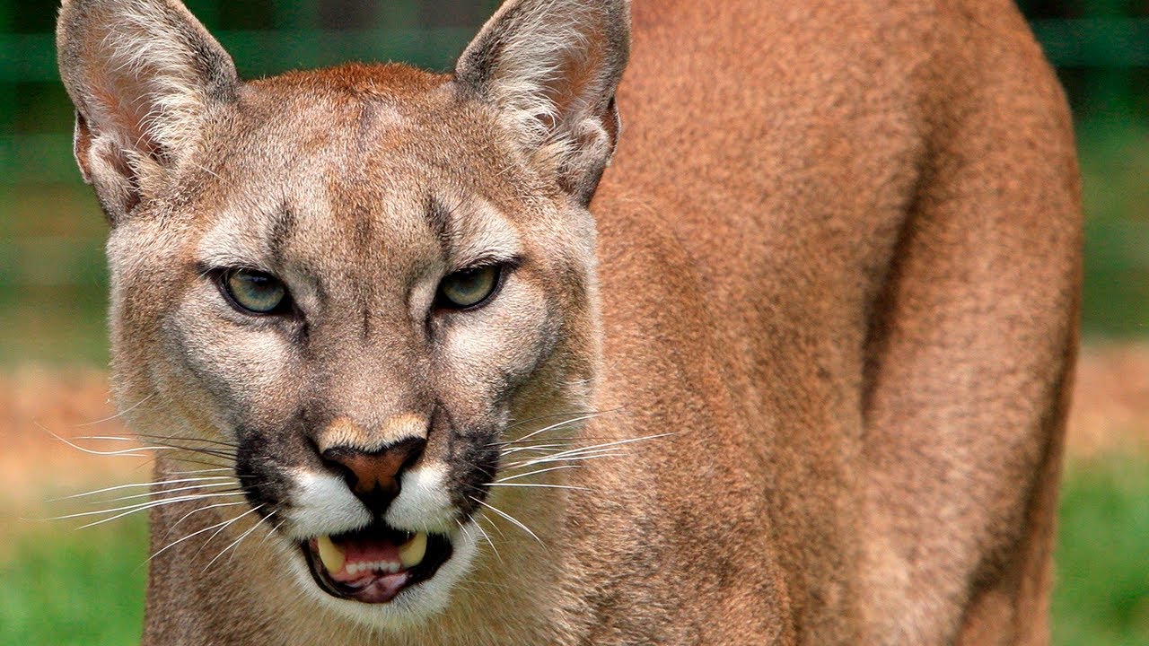 entrada ironía Posada Cómo ATACAN 🏹 los PUMAS a sus PRESAS? - Animales Salvajes - YouTube