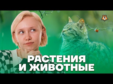 Видео: Каковы основные таксономические категории?