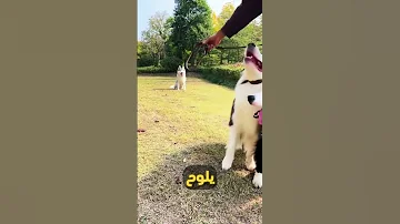 هذه هي شخصية الكلب الهاسكي 