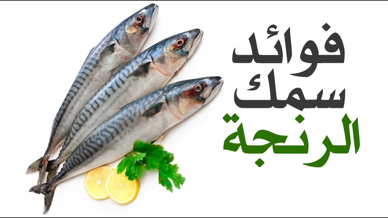 ما هي فوائد سمك الرنجة ؟ - YouTube