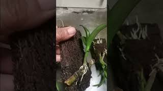 Cara Mudah Menanam Keiki Di Papan Pakis.