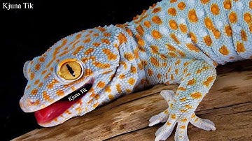 Tiếng Tắc Kè Kêu - Bắt ConTắc Kè Khổng Lồ - Sound Gecko