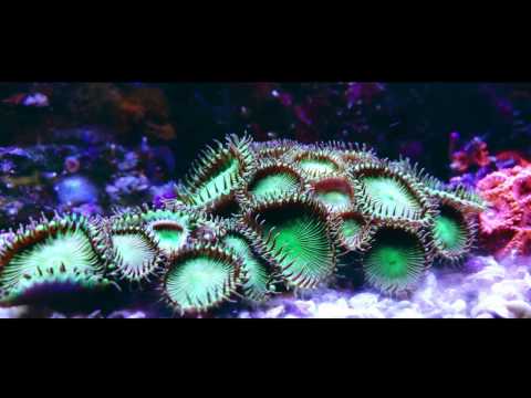Underwater World - Shot on OnePlus 3