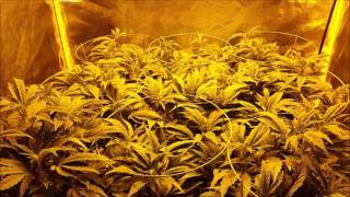 Blue Cookies # 3 - se. 1 ep. 3  " FLOWER DAY 1 "