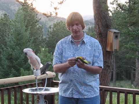 bonding with your birds / parrots / cockatoos / cockatiels with Rod Villemaire