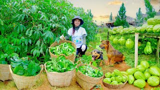 Download Lagu Harvest Cassava Tops, Chayote, Malabar Spinach Goes To Market Sell, Weed, Cut Shoots For Dragon Bean MP3 Download Lagu Harvest Cassava Tops, Chayote, Malabar Spinach Goes To Market Sell, Weed, Cut Shoots For Dragon Bean MP3