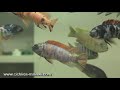 Цихлиды малави (cichlids of Malawi)