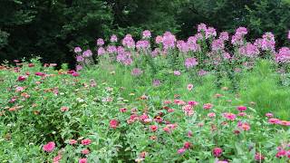 Flower Farm Tour! | Building a Flower Garden (Part 3) Flower Farm Tour! | Building a Flower Garden (Part 3)