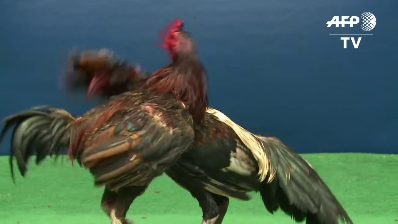 Feathers fly over Thailand's lucrative cockfighting pits