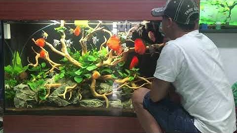 Cùng ngắm cá dĩa với mê đi chơi nha mọi người